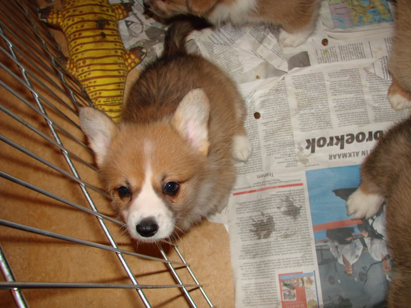 Puppies